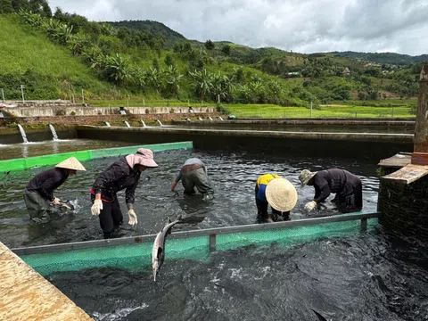 Người Hà Nội “bỏ phố lên núi” thu 22 tỷ đồng "nhẹ nhàng"