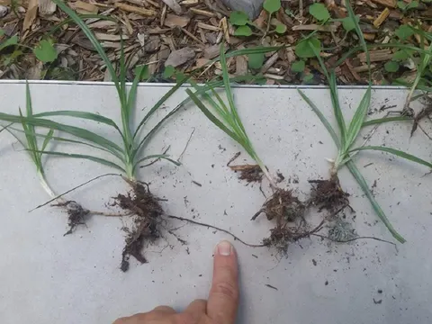 Loại cỏ dại “ác mộng” của nông dân 90 quốc gia nhưng cực kỳ tốt cho sức khỏe, giá “đỉnh nóc kịch trần” 350 triệu đồng/kg