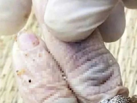 Vụ thi thể nữ không đầu trôi vào bờ biển: Công an triệu tập một nghi phạm