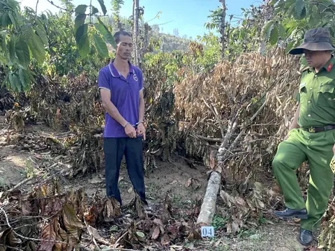 Lời khai của anh rể phá hoại vườn cây để đòi... quan hệ với em vợ