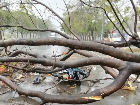 Chùm ảnh: Mưa đá lớn ở Bình Dương, cây đổ, ô tô bị nhấn chìm trong biển nước