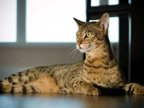 Con mèo giá 2,5 tỷ đồng đắt nhất thế giới có gì đặc biệt?