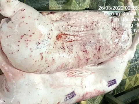 Quản lý bộ phận lò mổ Công ty C.P chi nhánh Hậu Giang khẳng định hình ảnh heo bệnh lan truyền là đúng, tiết lộ 1 sự thật khác