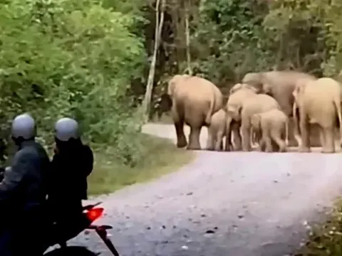 Đau xót kết quả ban đầu khám nghiệm hiện trường voi rừng quật ngã một người đàn ông ở Đồng Nai