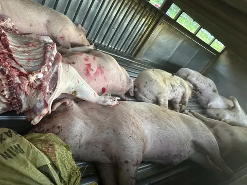 Rùng mình hình ảnh cận cảnh 9 con lợn chết được tập kết để mang đi tiêu thụ