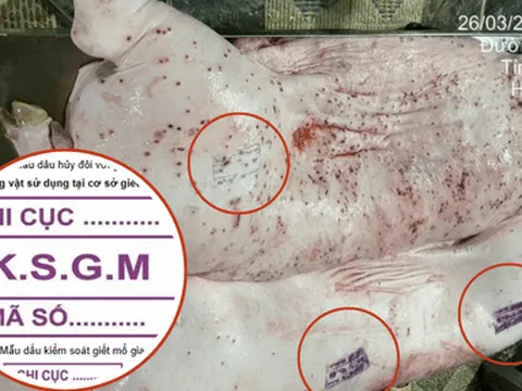 Ai đóng dấu kiểm dịch sai lên heo bệnh của Công ty C.P. Việt Nam?