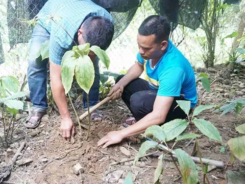 Vì sao hai đề tài khoa học tiêu tốn tiền tỷ do Công ty cổ phần VietRAP đầu tư thương mại thực hiện ở Quảng Ngãi bị điều tra?