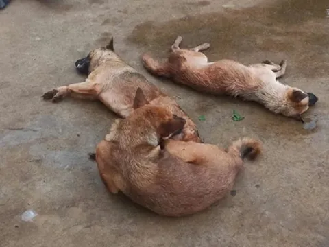 Danh tính người đàn ông dùng chất cực độc Xyanua đi trộm chó