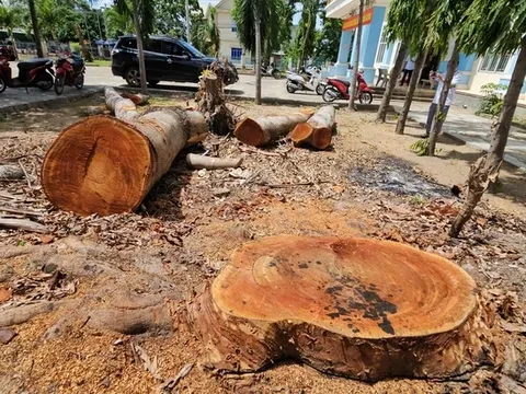 Vụ phường 'tranh thủ' cưa xà cừ trong trụ sở trước giờ sáp nhập: Chủ tịch phường mua lại một lóng gỗ lớn với giá... 1 triệu đồng