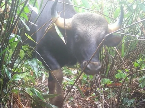 Con vật “đen sì” nằm trong sách đỏ ở Quảng Ngãi mới có gì đặc biệt?