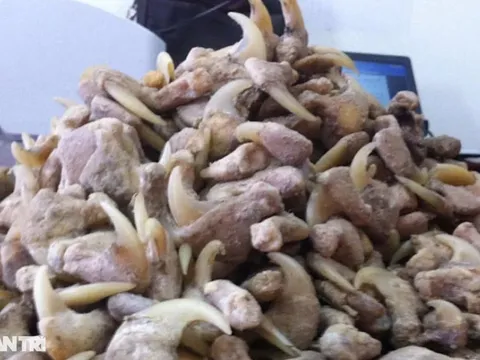 Người đàn ông bị phạt hơn 262 triệu vì tàng trữ thứ này