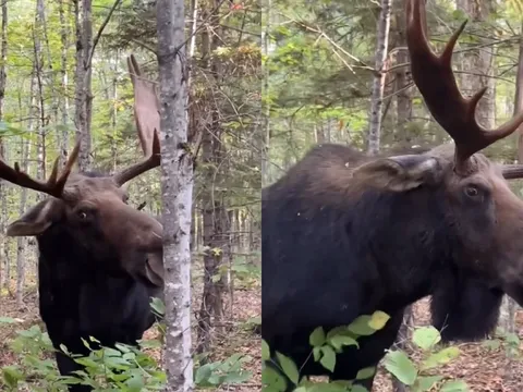 Clip: Khoảnh khắc người đàn ông may mắn thoát thân khi đối đầu với nai sừng tấm hung hãn