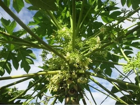 Loại quả vài nghìn đồng bán đầy chợ tốt như 'thần dược', kẻ thù của ung thư tiếc là nhiều người không biết