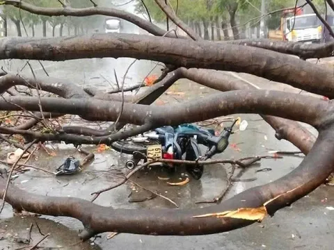 Bình Dương: 2 chị em công nhân đi làm về phòng trọ bị cây xanh ngã đè trúng, 1 người tử vong