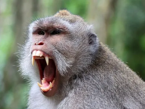 Hoảng loạn bị khỉ tấn công khi tắm, người phụ nữ dội nước sôi vào người tử vong thương tâm