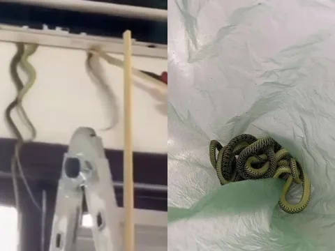 Quảng Nam: Bủn rủn phát hiện 7 con rắn 'làm ổ' bò lổm ngổm trong máy điều hòa