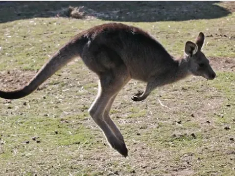 Phát hiện thi thể người đàn ông trong chuồng kangaroo, nghi do thú tấn công