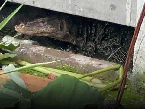 Trẻ sơ sinh bị kỳ đà tha đi ngậm trong miệng, quanh quẩn không rời dù bị xua đuổi: Người dân kể lại giây phút ám ảnh