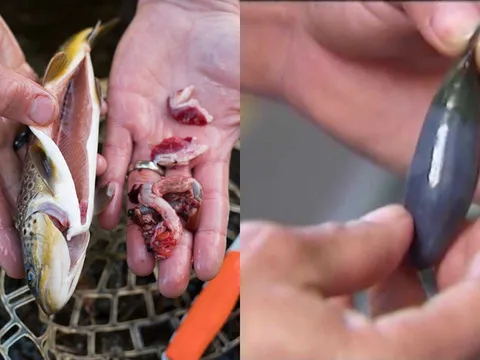 2 bộ phận cực độc của cá mà nhiều người thích ăn, trở thành món khoái khẩu