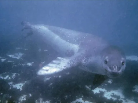 Những giây phút cuối cùng đau đớn của nữ nghiên cứu sinh 28 tuổi bị hải cẩu báo tấn công khiến cả thể giới rúng động