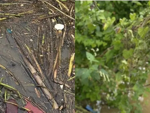Phát hiện thi thể người phụ nữ khỏa thân đang phân hủy trên sông, 1 chi tiết gây ám ảnh từ hiện trường