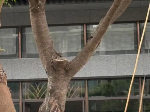 Nữ sinh 13 tuổi không đến trường, gia đình lo lắng đi tìm thì phát hiện tử vong trên ban công chung cư