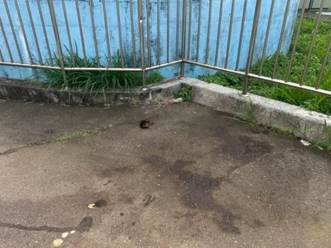 Nữ sinh 18 tuổi vừa đỗ đại học bị bạn trai ra tay tàn độc sau buổi hẹn hò: 44 giây ám ảnh trước khi tử vong