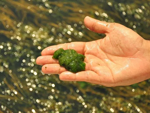 Kiểm soát 'mối nguy gắn liền với loài' đối với nhuyễn thể 2 mảnh vỏ, dùng làm thực phẩm