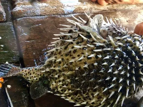 Kiểm soát 'mối nguy gắn liền với loài' đối với cá nóc, dùng làm thực phẩm