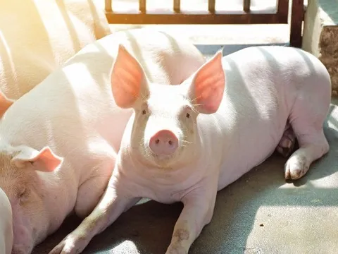 1 bộ phận của con lợn nhiều người tưởng bổ hay mua về ăn hóa ra là 'sát thủ thầm lặng' gây họa khôn lường cho sức khỏe