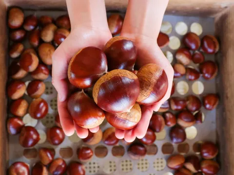 Loại hạt bán đầy ngoài đường, có hàm lượng kali gấp 3 lần chuối, canxi ngang sữa tiếc là nhiều người bỏ qua