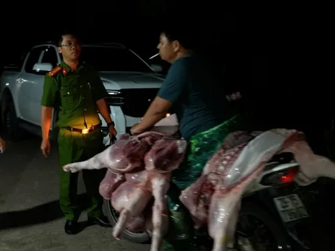 Bí bật hãi hùng về lò chuyên mổ, cung cấp lợn nhiễm dịch tả lợn châu Phi ở Hà Nội: Tiểu thương đến trực tiếp chọn, tiêu thụ cả nhà hàng, quán ăn