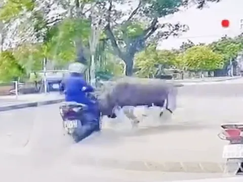 Clip: Trâu "điên" truy sát, húc gãy xương sườn một người phụ nữ ở Thanh Hóa