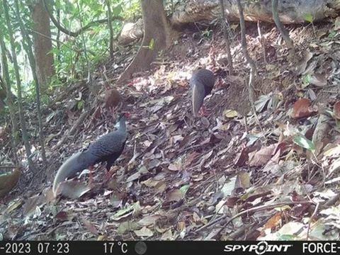 Loạt động vật quý hiếm có tên trong Sách đỏ "tái xuất" giữa đại ngàn Chư Mom Ray có gì đặc biệt?