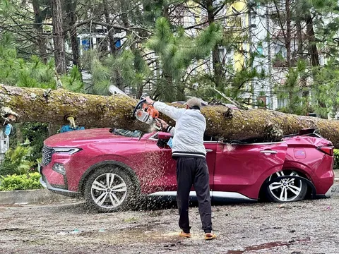 Đà Lạt: Ô tô của du khách bị cây đè trúng, bẹp dúm trong cơn mưa dông lớn