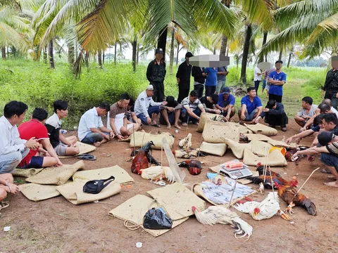 Đột kích trường gà sát phạt hơn 1,6 tỉ đồng ở Cần Thơ, hiện trường có nhiều điều bất ngờ