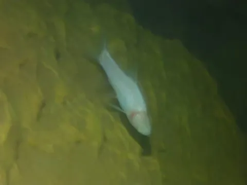 Hình ảnh cá không có mắt trong hang động ở Phong Nha - Kẻ Bàng độc lạ như thế nào?