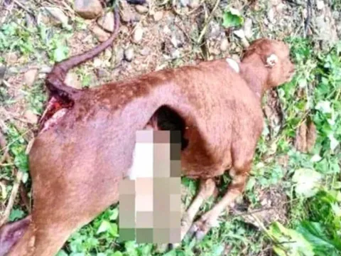 Đàn sói 5-7 con tấn công 50 gia súc tại 4 bản ở Điện Biên: Lập tổ tuần tra trang bị vũ khí để ổn định cuộc sống người dân