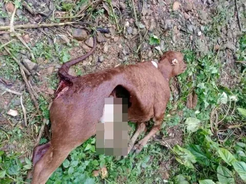 Vụ sói hoang cắn chết 50 con trâu, bò: Nghiêm cấm việc săn bắt chó sói vì lý do này