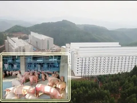 Mô hình "xây chung cư nuôi heo" được Bộ Nông nghiệp và Môi trường trình Chính phủ xin ý kiến có gì đặc biệt?