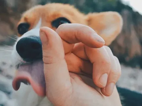 Bị chó nhà liếm vào chỗ này, người đàn ông tử vong sau 1 tháng