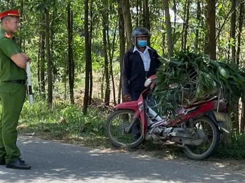 Chở lợn bệnh từ đồng bằng lên miền núi tiêu thụ, phương pháp ngụy trang hết hồn