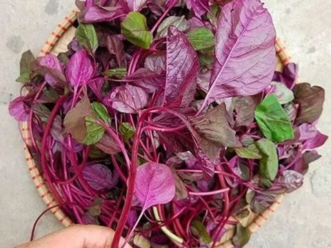 4 loại "rau tăng chiều cao" cho trẻ vào mùa hè vì cực giàu canxi, có loại rau còn vượt trội hơn sữa bò