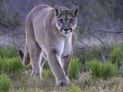 Sư tử núi tấn công bé gái 11 tuổi khi đang cho gà ăn, đau lòng sự việc diễn ra trong vài phút với nhiều vết cắn