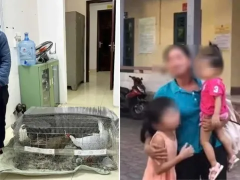 Vụ buôn gà lôi trắng bị phạt 6 năm tù: Luật sư nhận định cơ sở pháp lý với khả năng miễn trách nhiệm hình sự rất cao