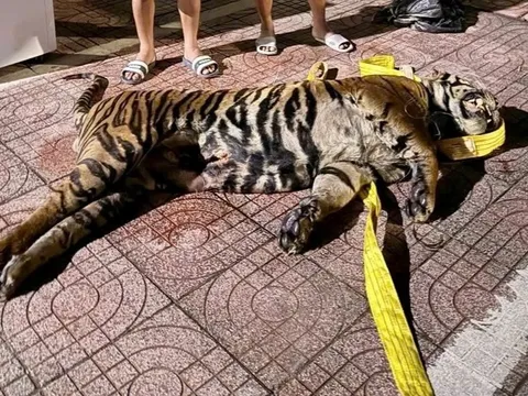 Xác hổ nặng 200kg được giấu trong khoang bí mật trên nóc xe khách từ Lào về Hà Tĩnh: Ai điều khiển xe khách?