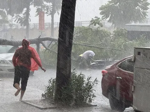 Cành cây gãy đè trúng ôtô và người đi đường ở Hà Nội trong cơn mưa dông lớn, hậu quả đáng tiếc