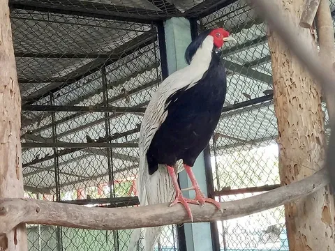 Số phận chú gà lôi trắng "đi lạc" ở TP.HCM hé lộ "thân phận thật": Nghi vấn về người nuôi