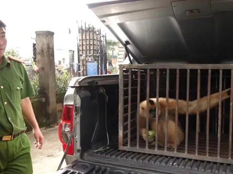 Bắt được một cá thể vượn má vàng quý hiếm nằm trong sách đỏ, hai vợ chồng có hành động rất đáng khen