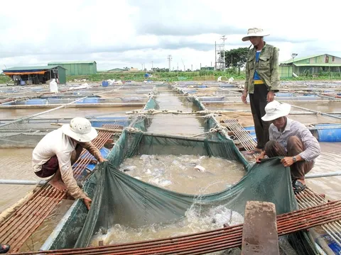 Thông tin cải chính về bài viết liên quan tới cá rô phi
